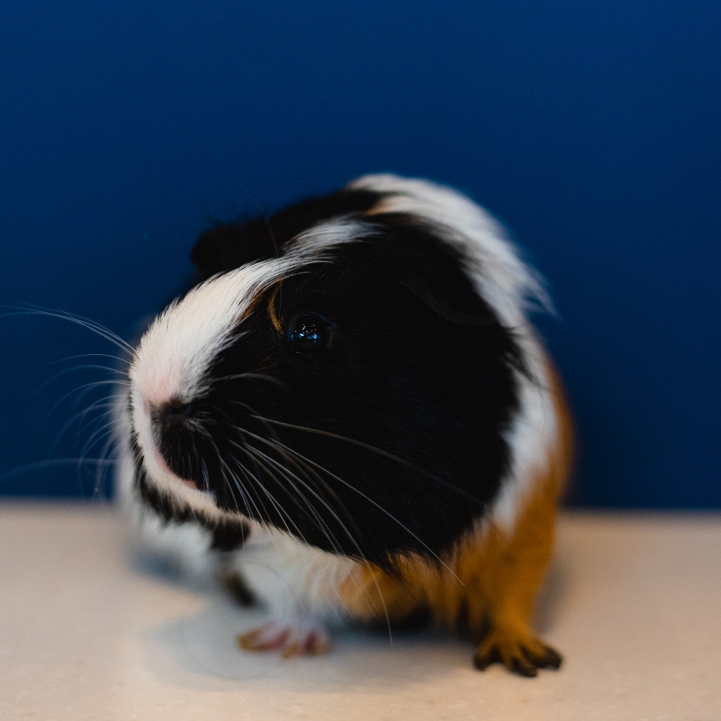 LUFFY - American available for adoption