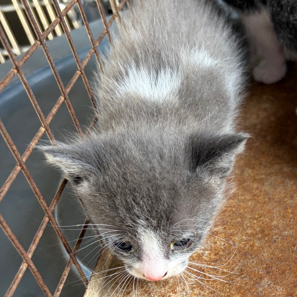 ATLAS A4 - Domestic Shorthair available for adoption