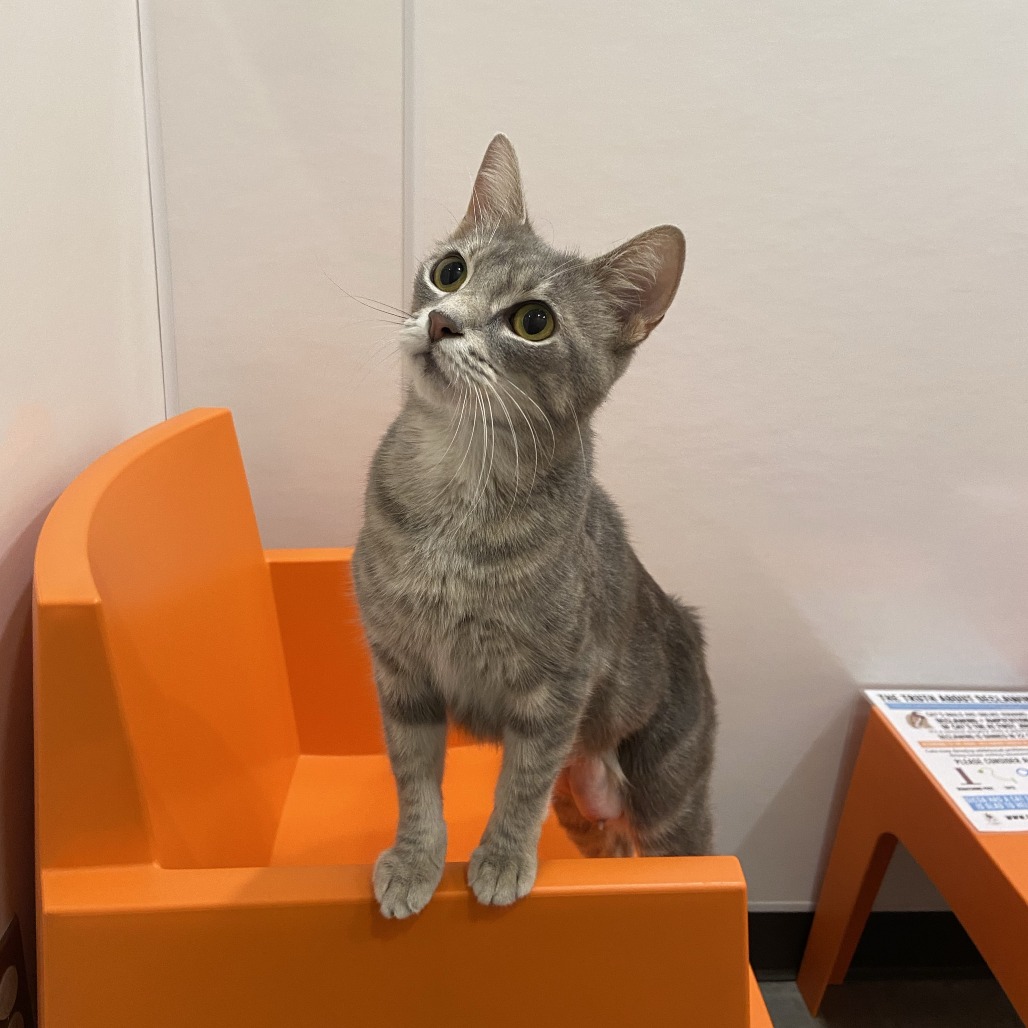 BLT - Domestic Shorthair available for adoption