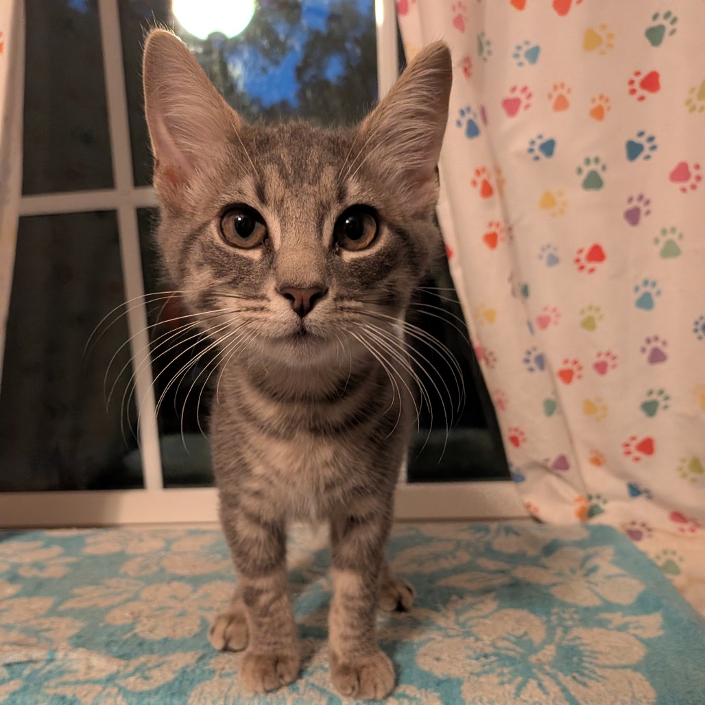 JOEY - Domestic Shorthair available for adoption