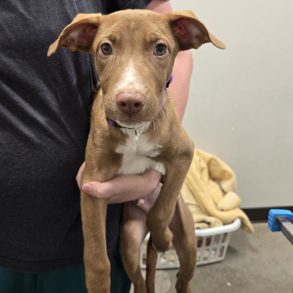 PUGSLY - Mixed Breed (Medium) available for adoption