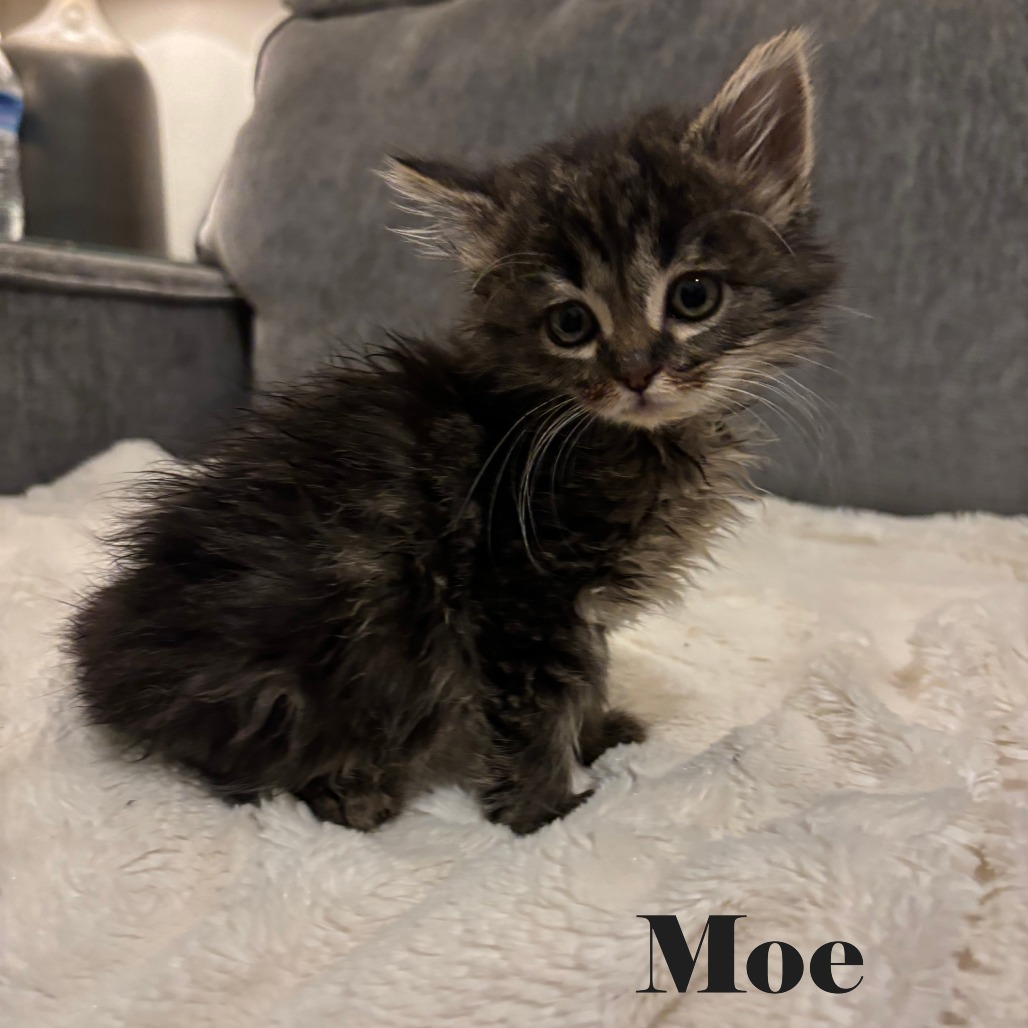 Moe
