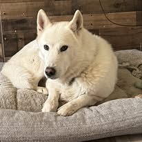 Photo of Casper