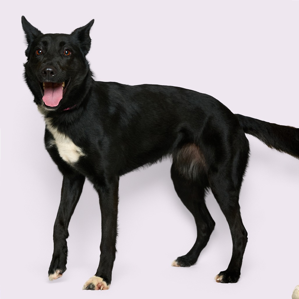 Daisy — thumbnail 4