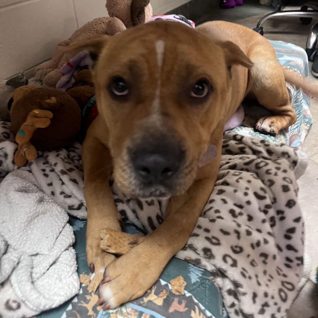 Benji — thumbnail 6