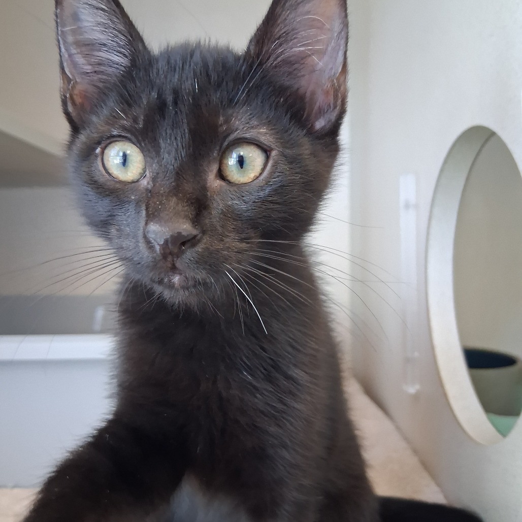 Kodi - Domestic Shorthair