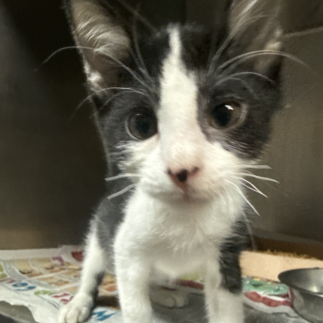 WINONA - Domestic Shorthair available for adoption
