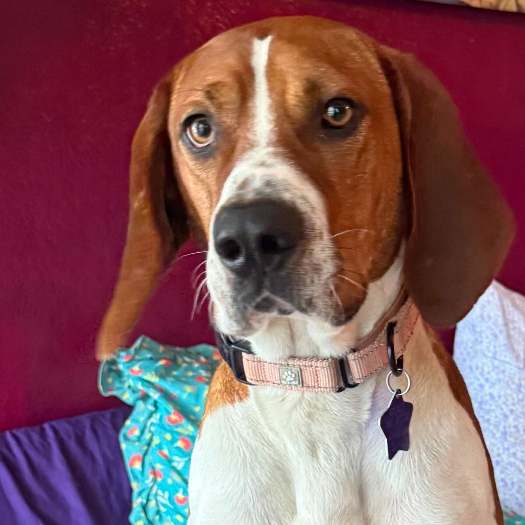 Ajax — thumbnail 4