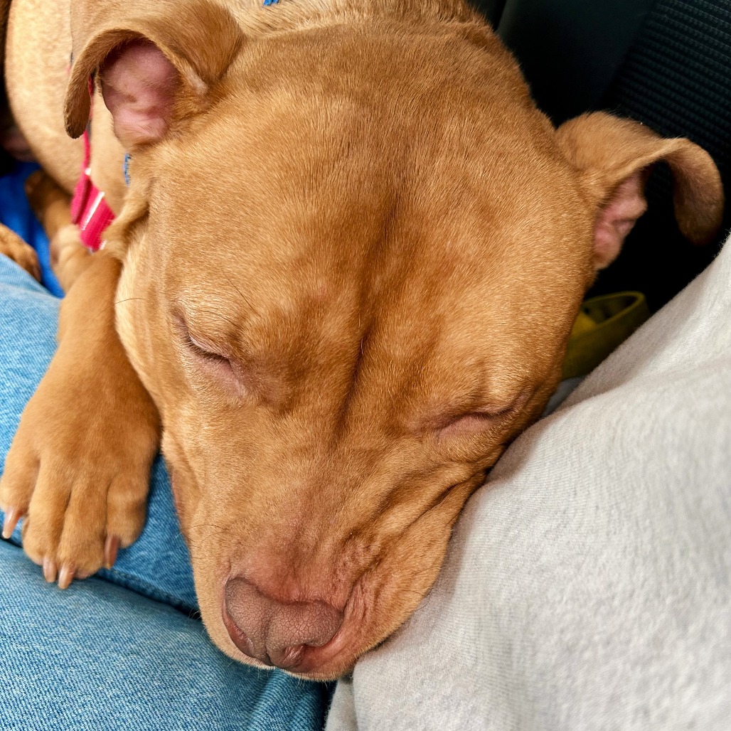 Photo of Minestrone 12