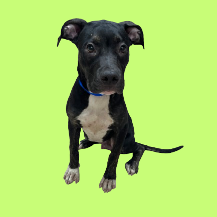 Rolo