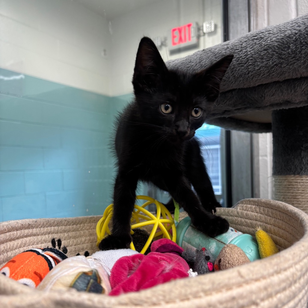Photo of Salem, a cat adopted from Gulf Coast Humane Society