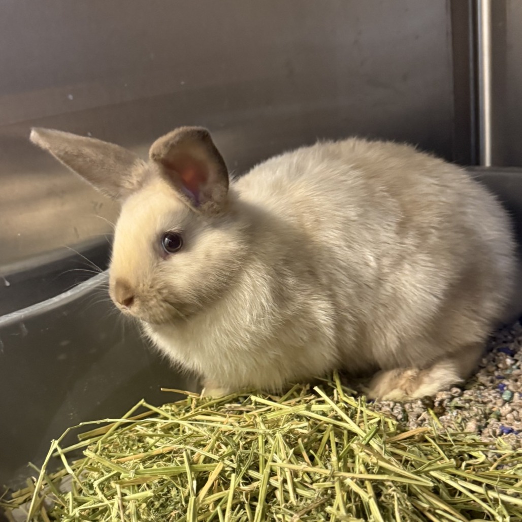 Photo of Potato 3