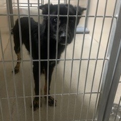 Kennel#9 Roxie's preview photo