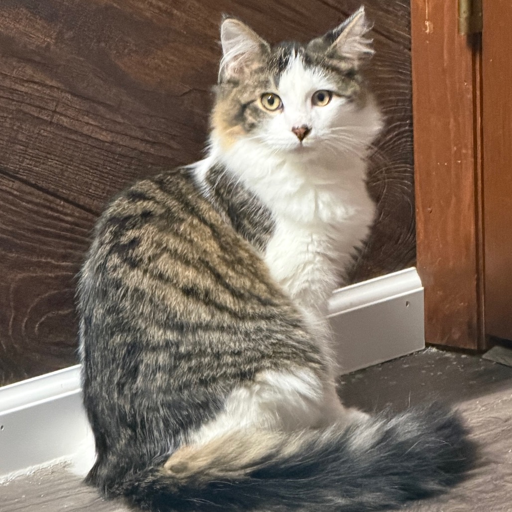 Kristoff