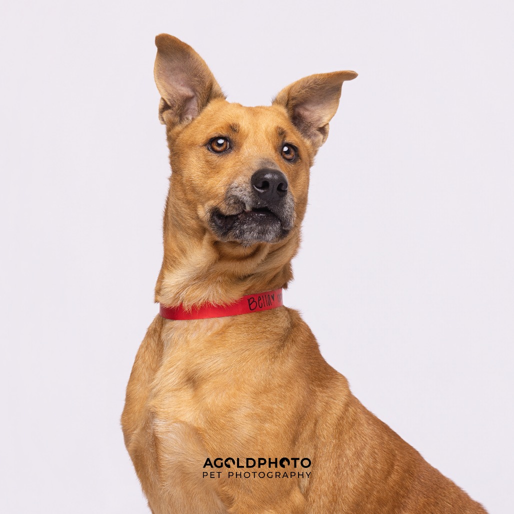 Bella — thumbnail 3