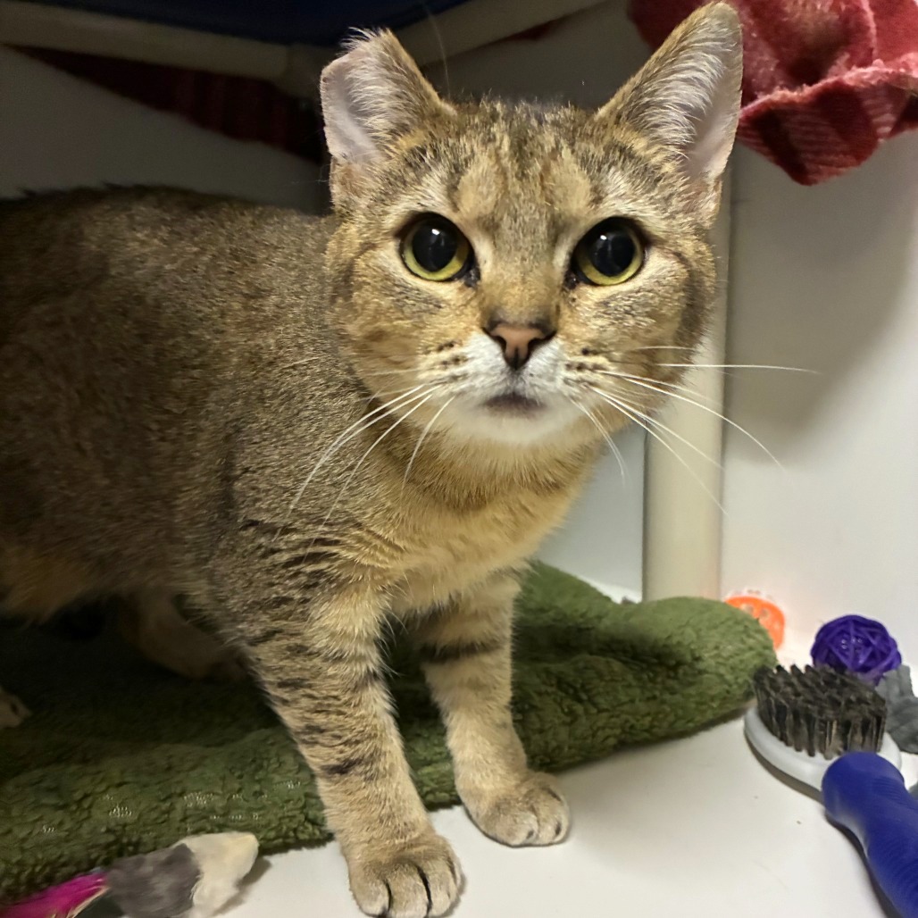 Pearl — thumbnail 2