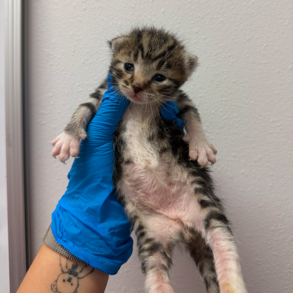 ZEPPELIN Z2 - Domestic Shorthair available for adoption