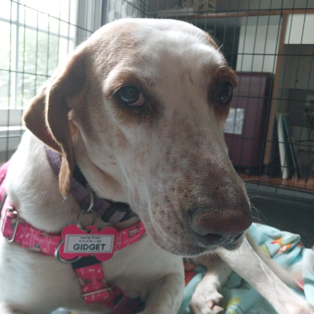 Gidget, photo 14