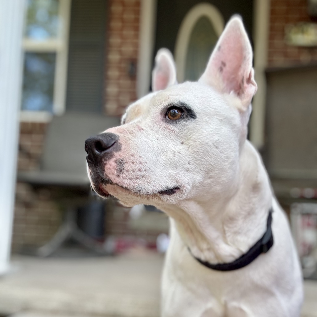 Zoya (Formerly Taco), photo 21