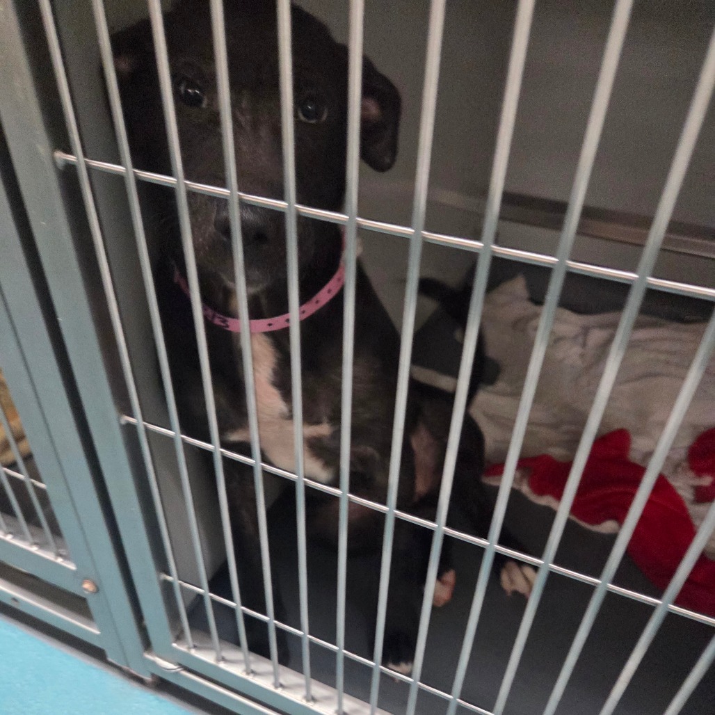 Elizabeth — thumbnail 8