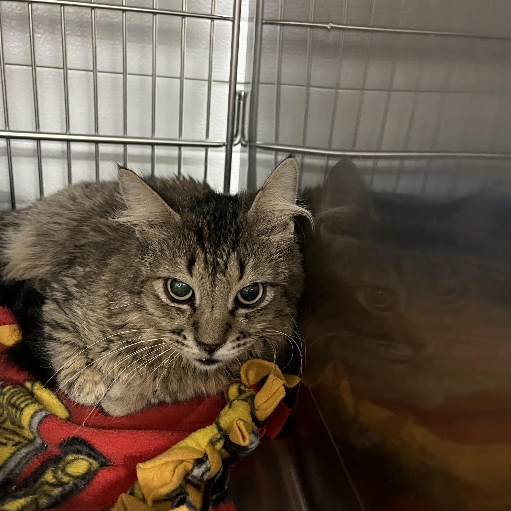 Pluto — thumbnail 6