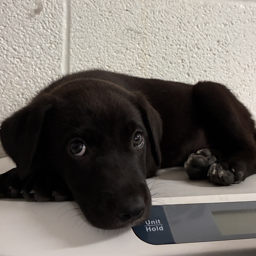 OLIVIA - Retriever / Black Labrador available for adoption