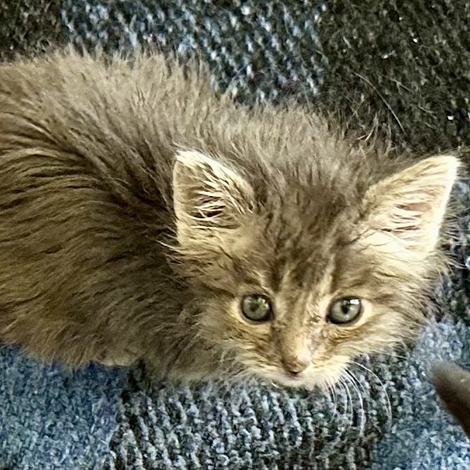 EMMETT - Domestic Medium Hair for adoption in West Jordan