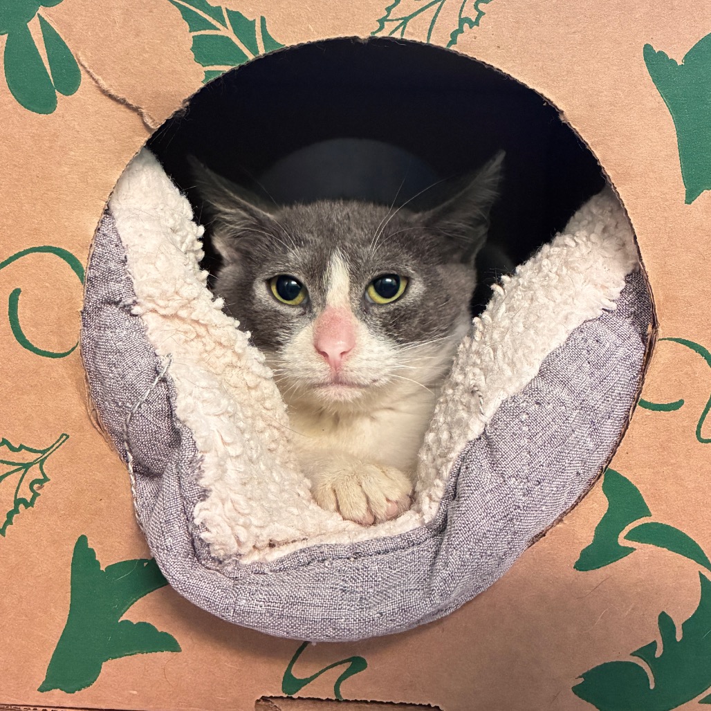 Sidney Prescott