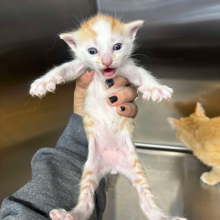 KEN - Domestic Shorthair available for adoption