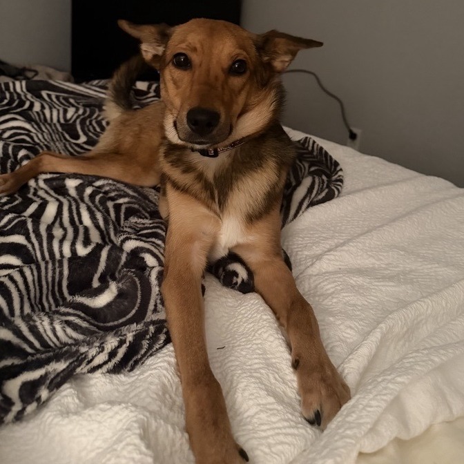 JESSIE - Shepherd / Mixed Breed (Medium) available for adoption