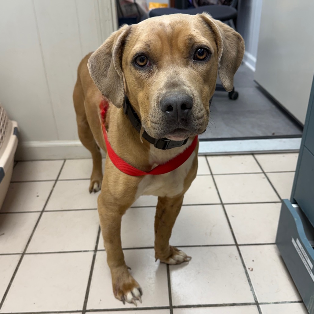  Photo of TUSC-Stray-83694