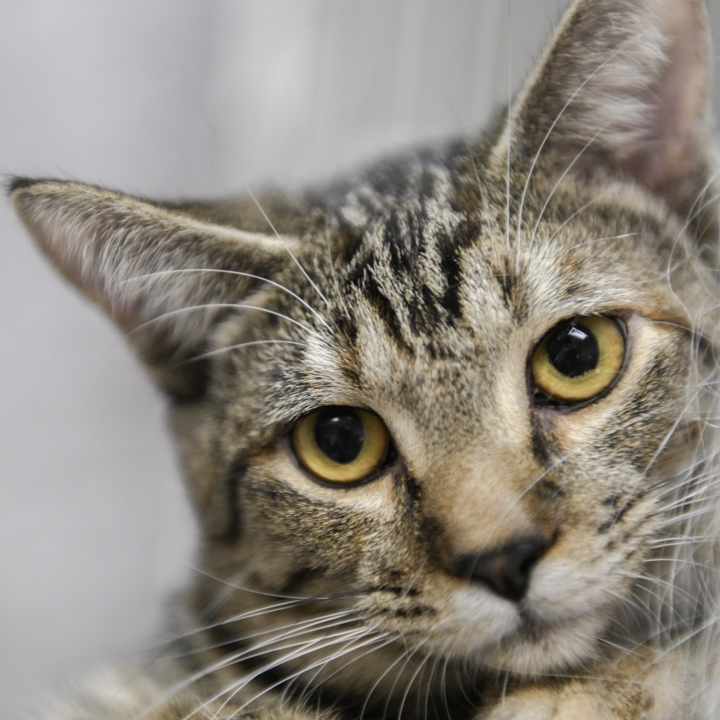 Kaleo - Domestic Shorthair
