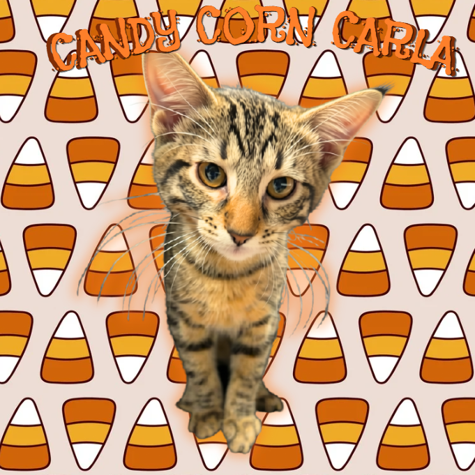 Candy Corn Carla Image