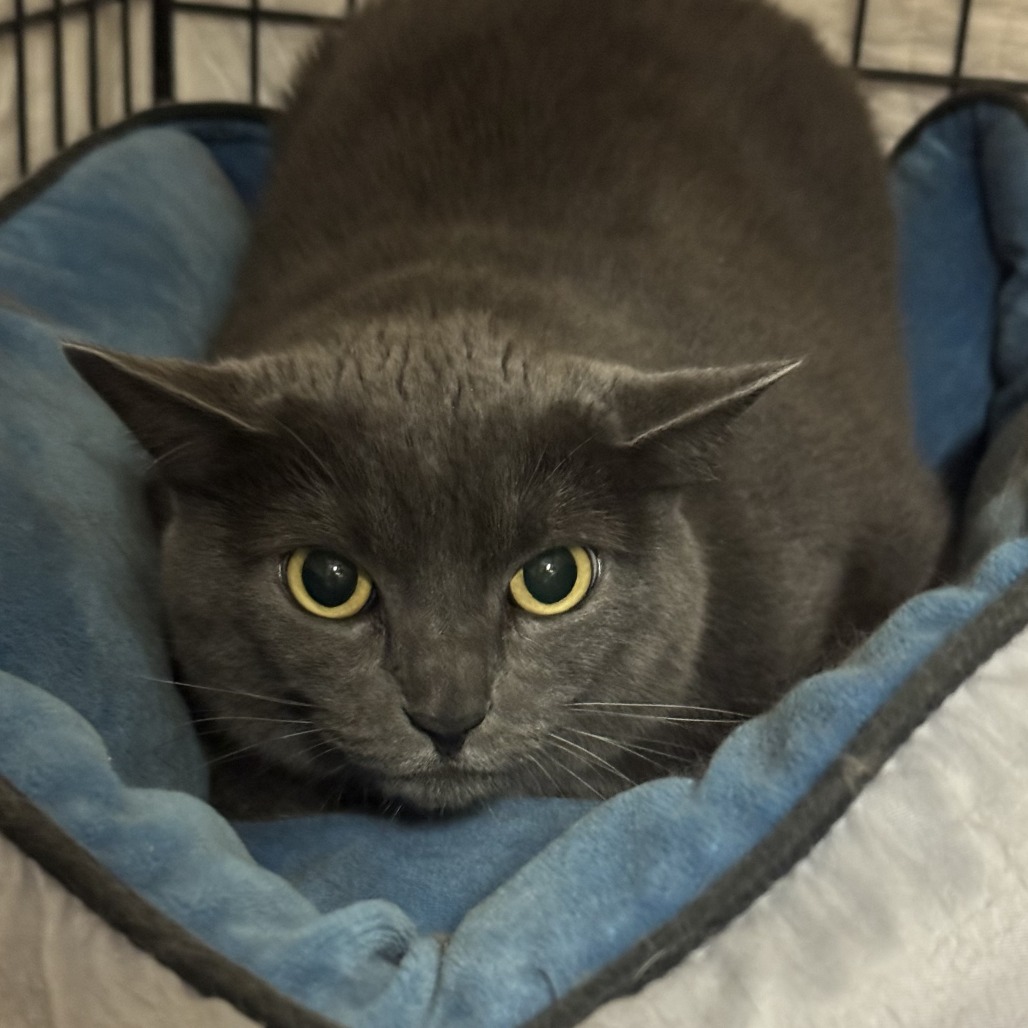 KAREN - Domestic Shorthair available for adoption