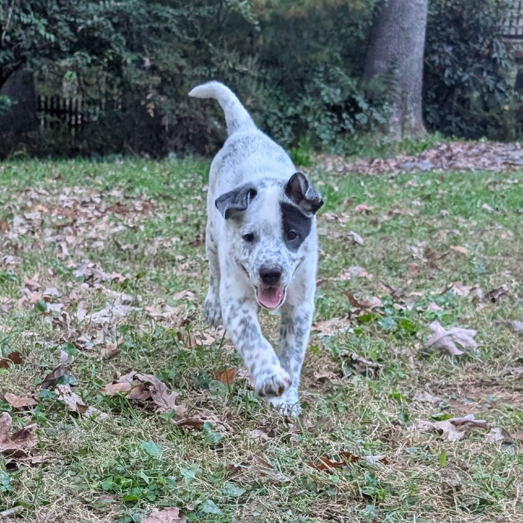 Macee Pup - Hotspur, photo 11