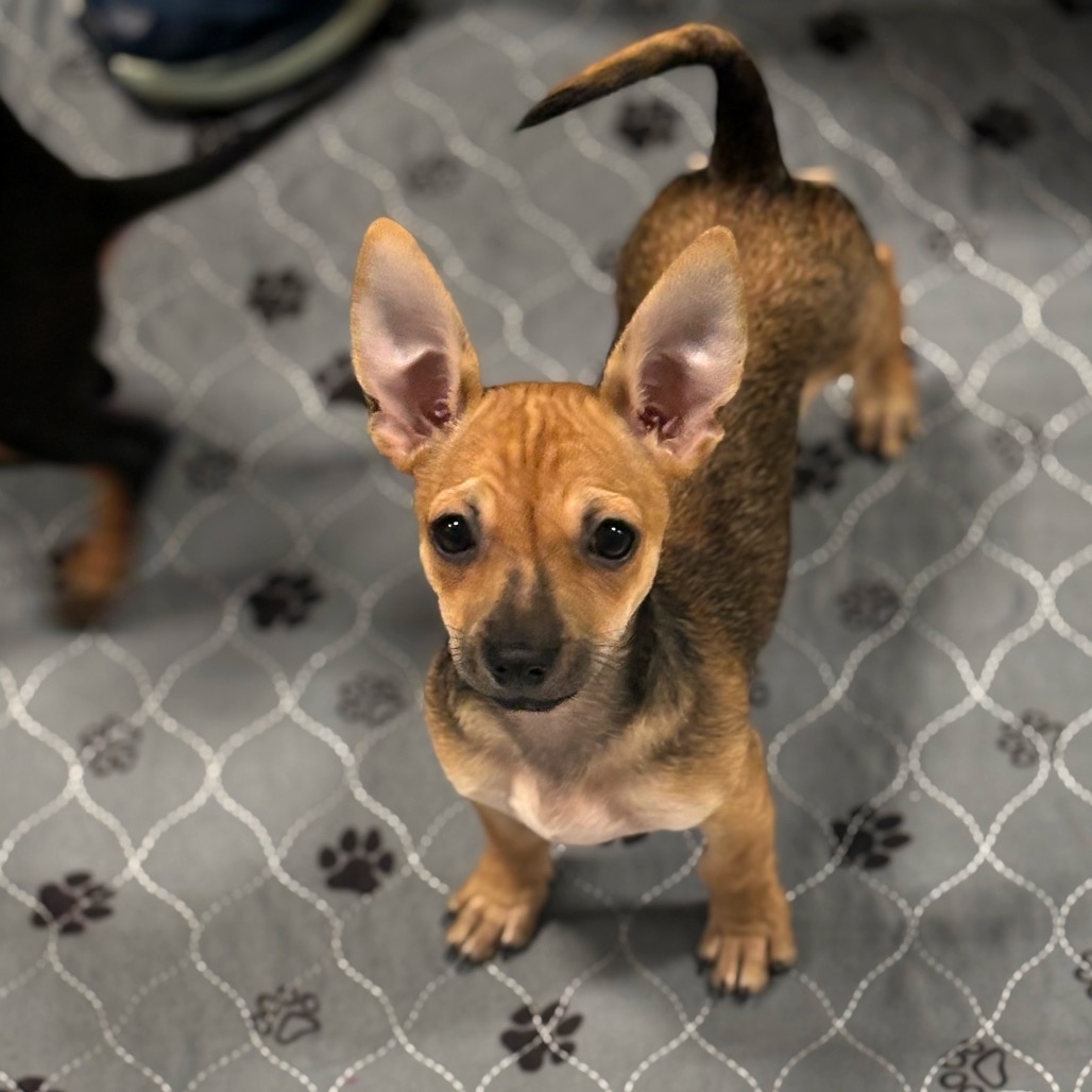 GORDITA - Chihuahua / Short Coat available for adoption