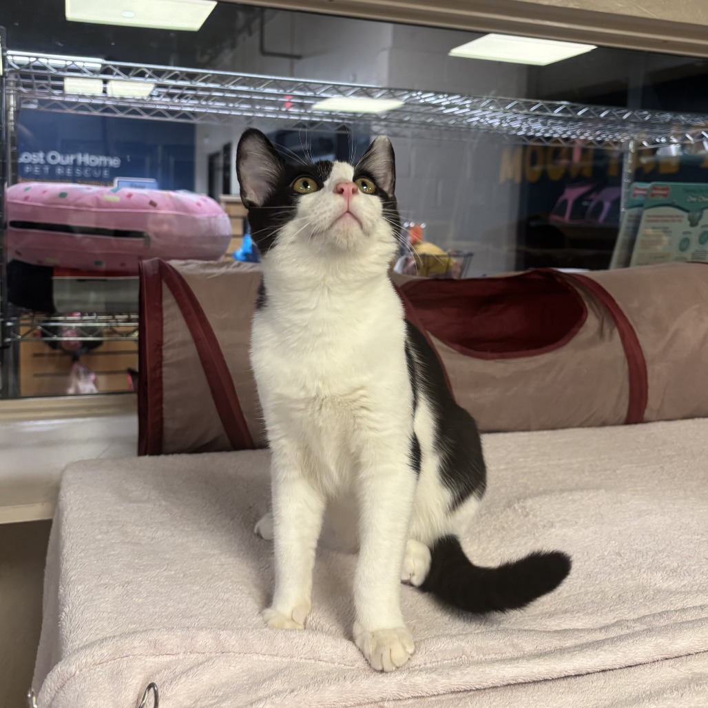AGENT MEOW - Domestic Shorthair available for adoption
