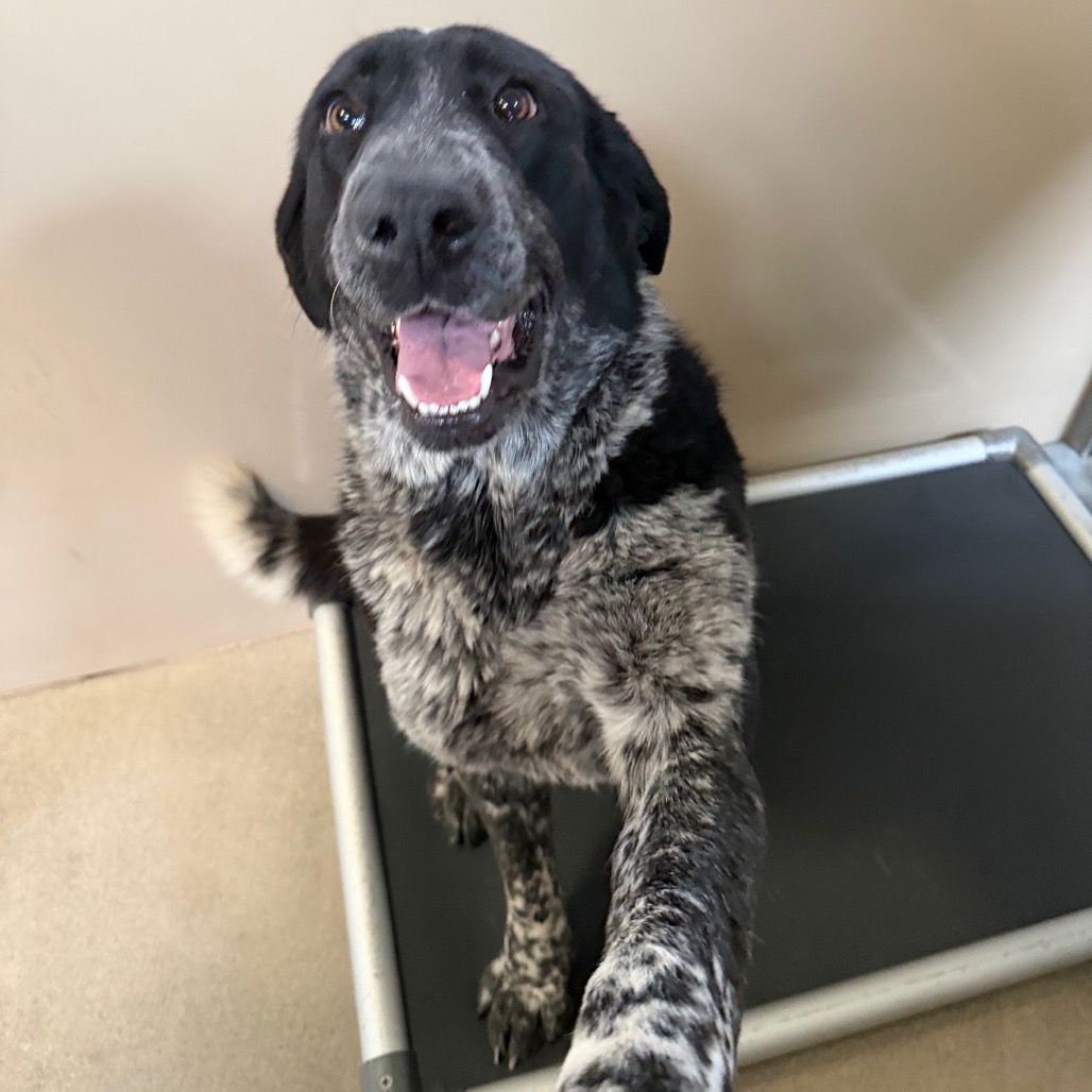 Kennel#27's preview photo