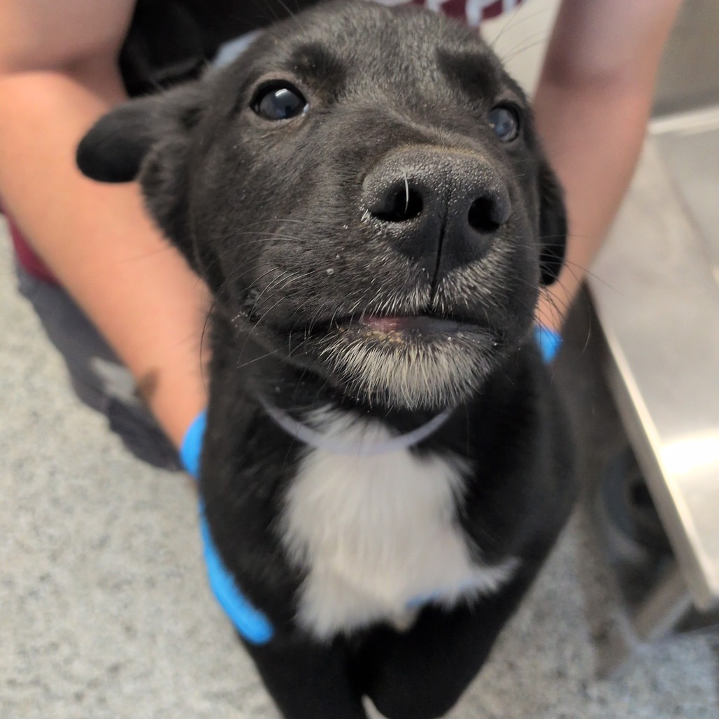 APPLE STRUDEL - Retriever, Labrador / Collie available for adoption
