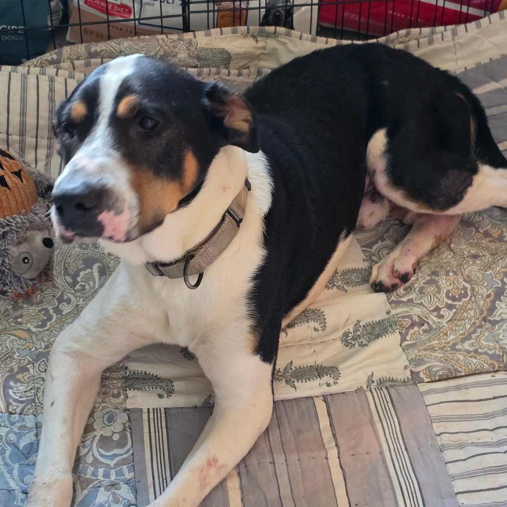 Max, photo 5