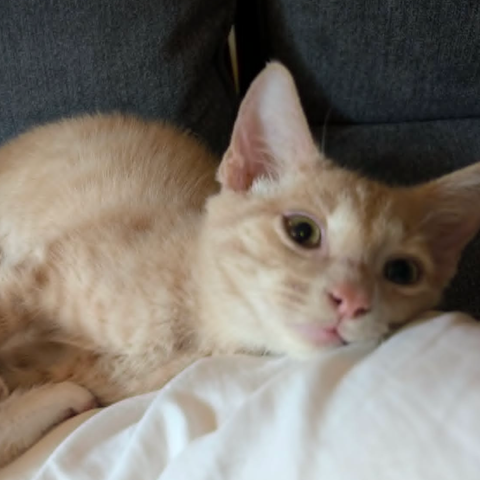Atlas, available for adoption