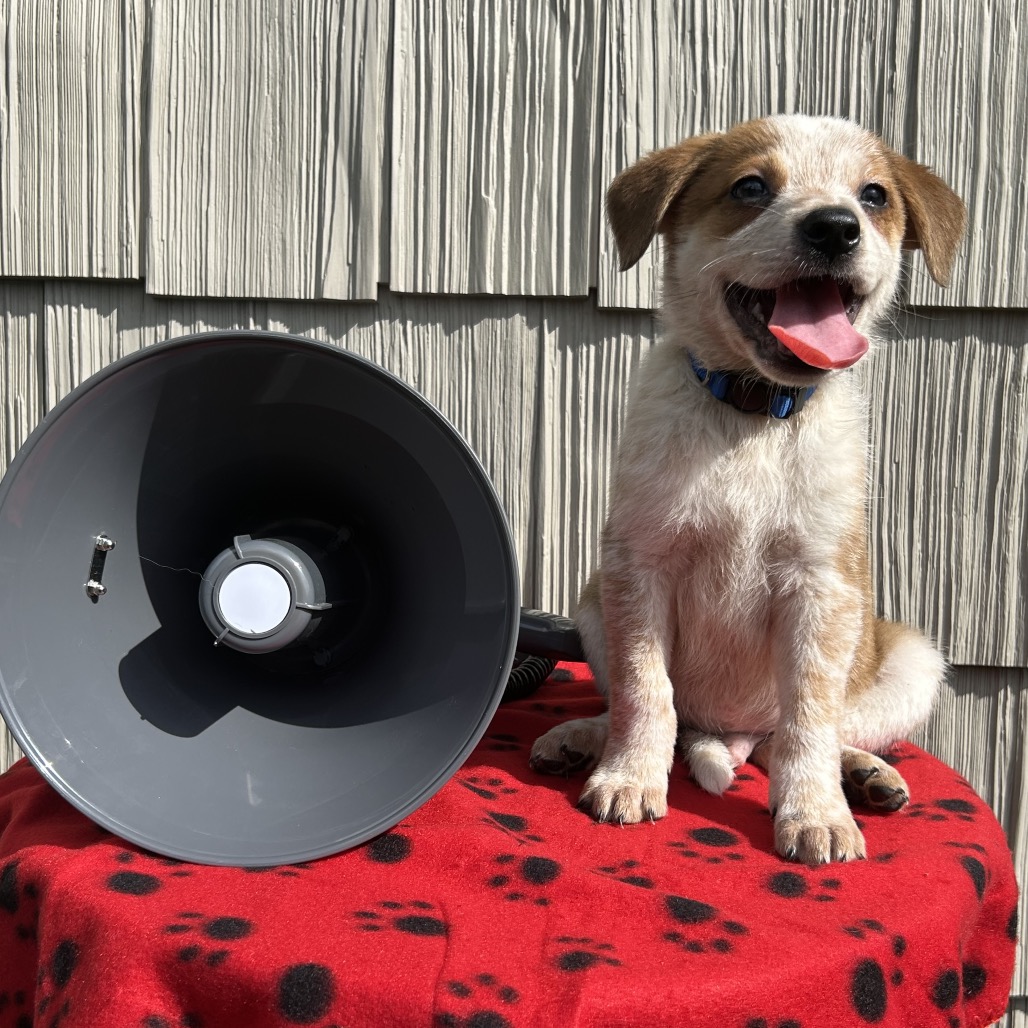 Megaphone