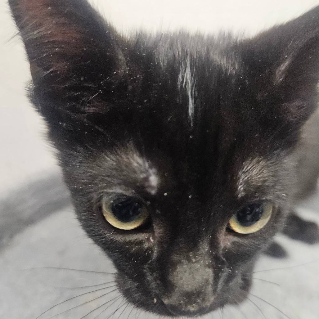 JOY - Domestic Shorthair available for adoption