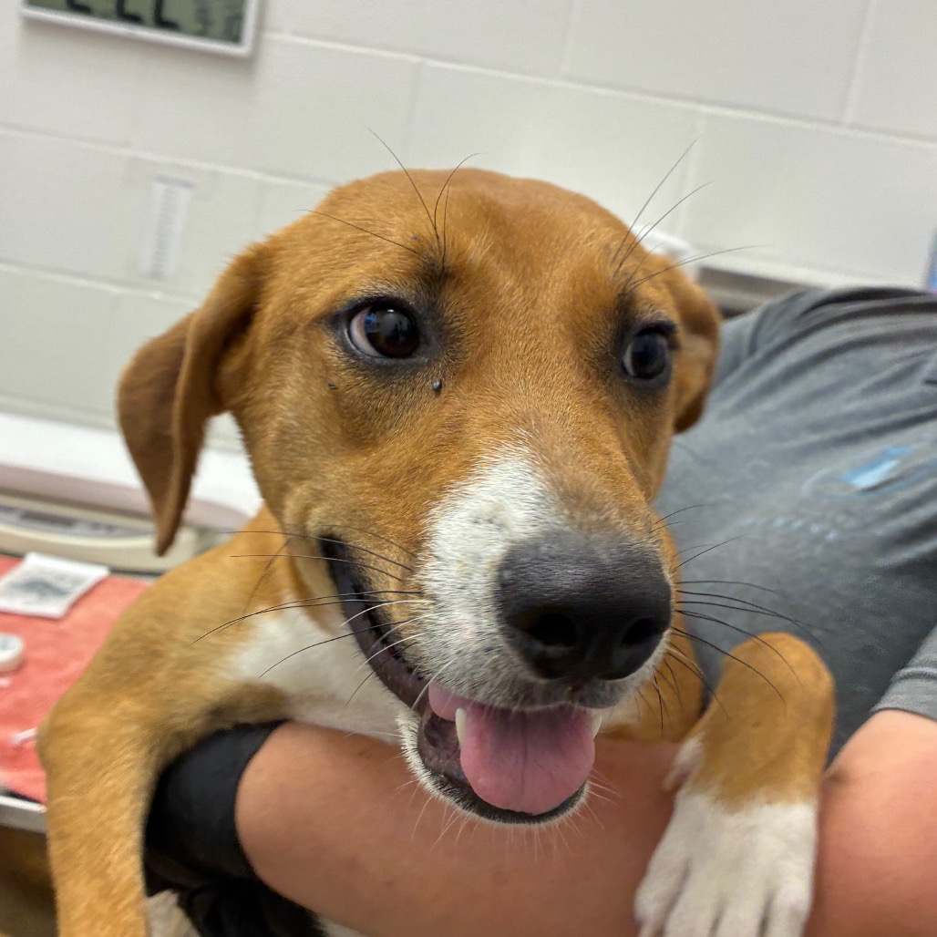Photo of Hannah, a dog adopted from Gulf Coast Humane Society