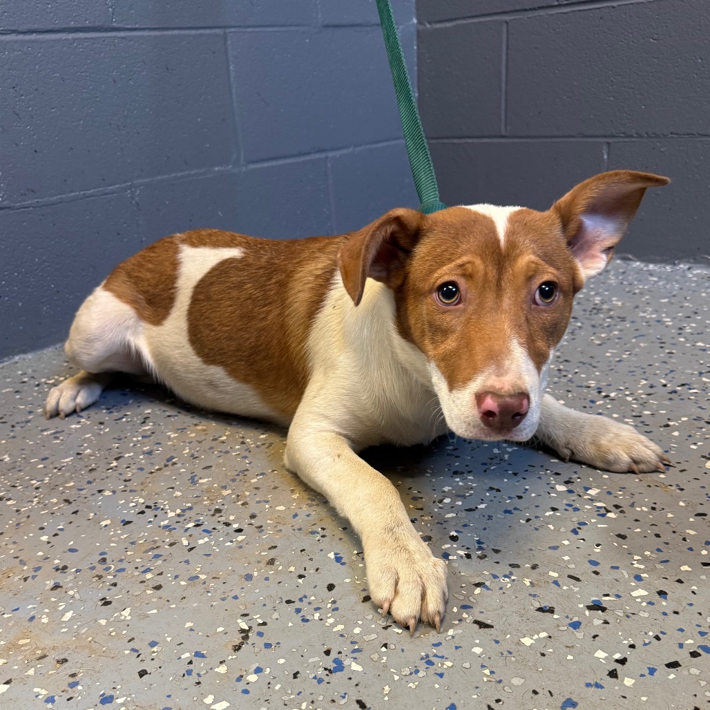 Tusc Stray 84013 2 3 4