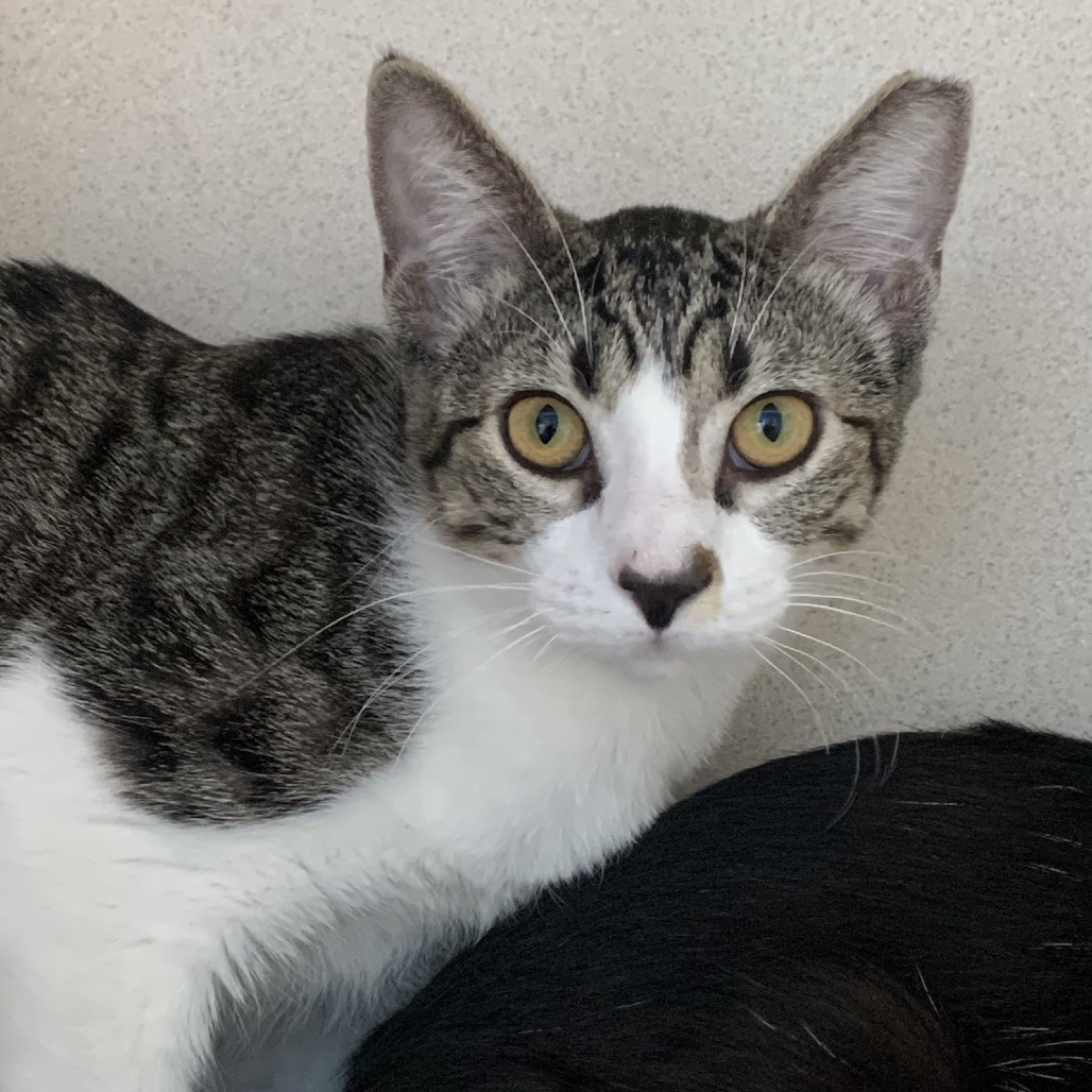 Thyme - Domestic Shorthair