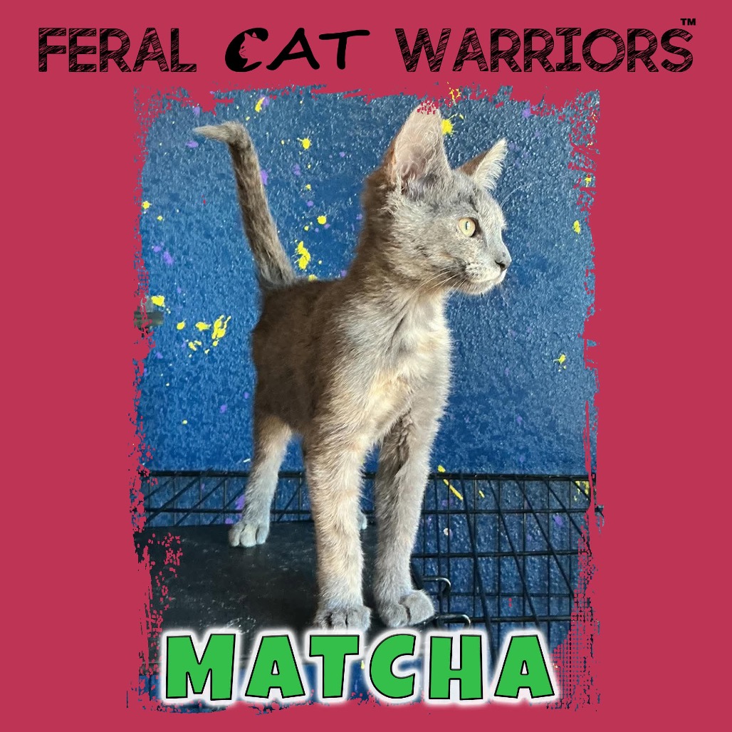 Matcha