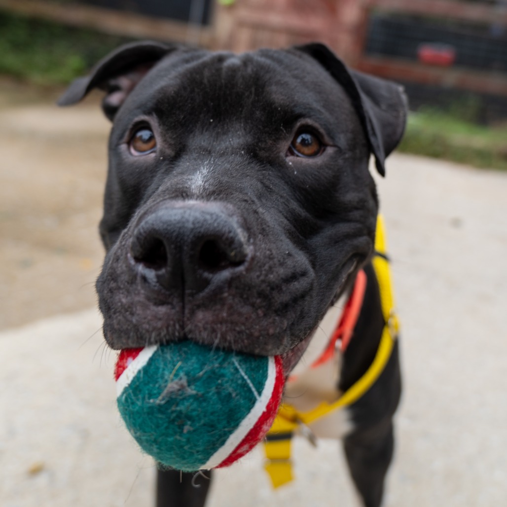 MR. BUDDY MAN - Terrier / American Pit Bull available for adoption