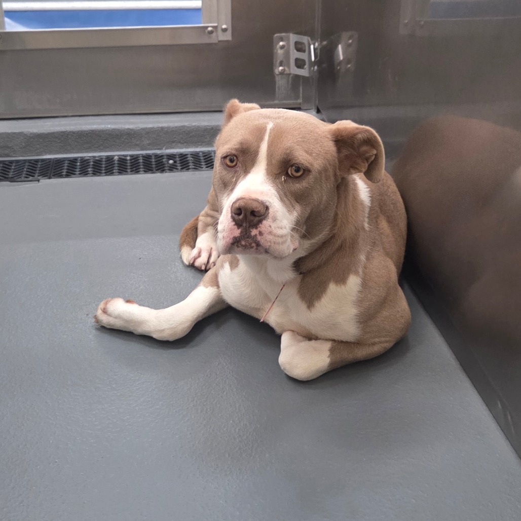 Roxy — thumbnail 9