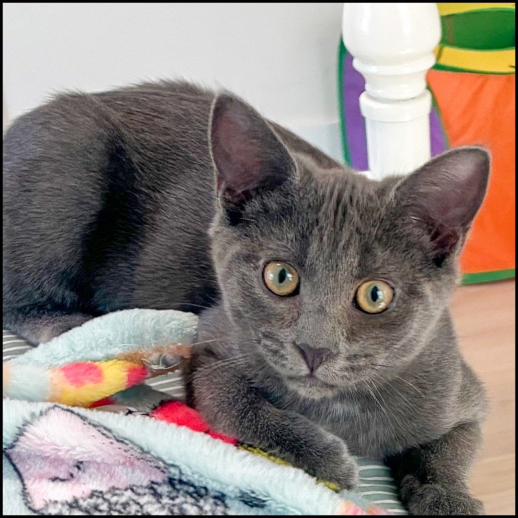 CHEVY - Domestic Shorthair for adoption in Roswell